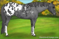 Horse Color:Blue Roan Appaloosa 