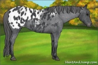 Horse Color:Blue Roan Appaloosa 