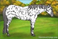 Horse Color:Blue Roan Near Leopard 