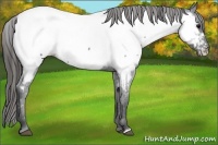 Horse Color:Blue Roan Near Fewspot 