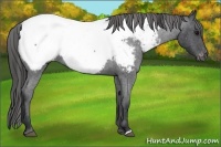 Horse Color:Blue Roan Near Fewspot