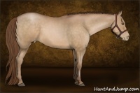 Horse Color:Bay Pearl 
