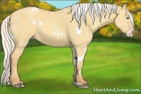Horse Color:White Spotted Silver Amber Cream Champagne Dun 