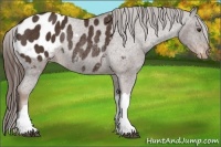 Horse Color:Liver Chestnut Appaloosa Rabicano