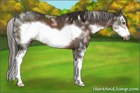 Horse Color:Liver Chestnut Sabino Splash Frame 
