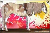 Horse Color:White Spotted Chestnut Ice  and Palomino Ice Dun Sabino Splash 