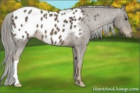 Horse Color:Chocolate Palomino Appaloosa 