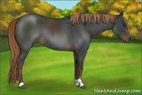 Horse Color:Liver Red Roan Sabino Rabicano