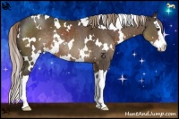Horse Color:White Spotted Liver Chestnut Sabino Splash Rabicano