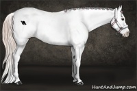 Horse Color:Palomino Appaloosa