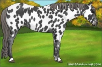 Horse Color:Smoky Blue Roan Appaloosa 