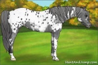Horse Color:White Spotted Blue Roan Blanket 