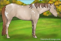 Horse Color:White Spotted Smoky Black Pearl
