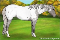 Horse Color:Silver Blue Roan Appaloosa 