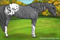 Horse Color:Black Appaloosa