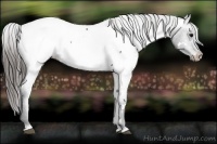 Horse Color:White Spotted Black Snowcap 