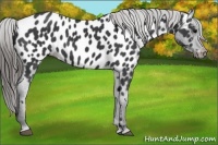 Horse Color:Black Appaloosa