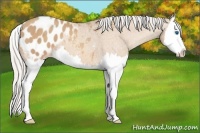 Horse Color:Silver Amber Champagne Splash Appaloosa