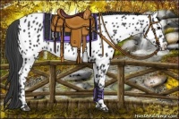 Horse Color:Black Near Leopard 