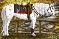 Horse Color:Chestnut Appaloosa 
