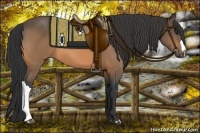 Horse Color:Buckskin 