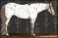 Horse Color:Sable Champagne Near Leopard 