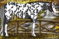 Horse Color:Black Splash Near Leopard 