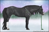 Horse Color:Black Appaloosa 