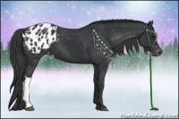 Horse Color:Black Appaloosa