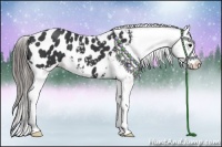 Horse Color:Black Appaloosa