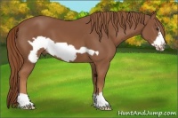 Horse Color:Chestnut Frame