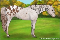 Horse Color:Chestnut Appaloosa 