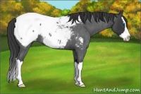 Horse Color:Blue Roan Splash Appaloosa 