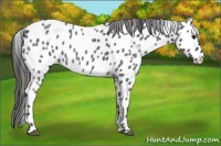 Horse Color:Blue Roan Leopard