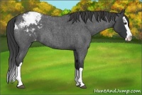 Horse Color:Blue Roan Splash Appaloosa 