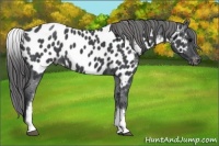 Horse Color:White Spotted Blue Roan Appaloosa