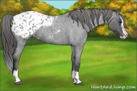 Horse Color:Blue Roan Splash Varnish