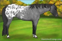 Horse Color:Blue Roan Appaloosa 