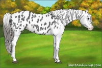 Horse Color:Blue Roan Splash Appaloosa