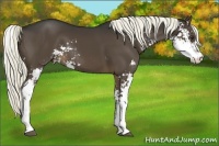 Horse Color:Liver Chestnut Sabino 