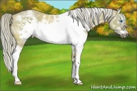 Horse Color:White Spotted Chocolate Palomino Dun Sabino Splash Frame 