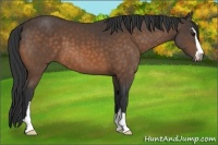 Horse Color:Buckskin Sabino