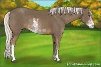Horse Color:Chocolate Palomino Sabino Rabicano
