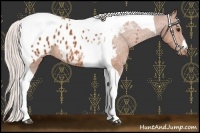 Horse Color:Chocolate Silver Bay Tobiano Appaloosa 
