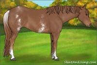Horse Color:White Spotted Chestnut