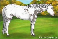 Horse Color:Grullo Sabino