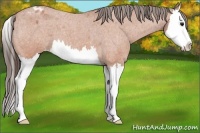 Horse Color:Bay Roan Splash Appaloosa 