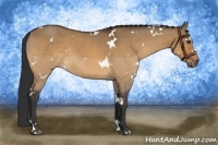 Horse Color:White Spotted Bay Dun Rabicano