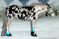 Horse Color:White Spotted Chocolate Palomino Onyx Appaloosa