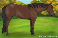 Horse Color:Bay 